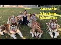 Woman Takes Care Of 13 Big Alaskan Malamutes 😲| The Koala の動画、YouTube動画。