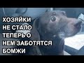 Спасение животных/ Кошечка Ириска обрела дом/ А вот такс Малыш остался один