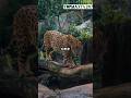 Jaguar Gestation period #animals #viral