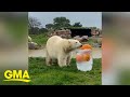 Watch these polar bears enjoying pumpkins frozen in an ice block