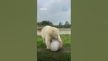 Watch these polar bears enjoying pumpkins frozen in an ice block