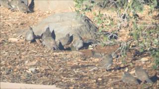 ... , 25 sept 2016. according to wikipedia: the california quail is a
highly sociable bird;