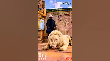 زئير الأسد 