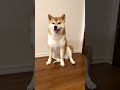 首傾げるの反則🐶#柴犬 #いぬ #shibainu #dog #cute #返事する犬 #チューデント