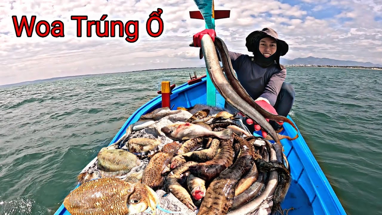 Gặp Hàng Khủng Phát Hiện Ổ Cá Chình Mực Nang To Lặn Ở Điểm Chà khơi Xa | P 868