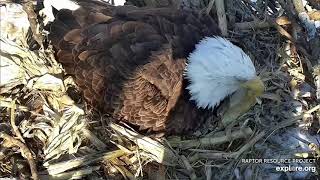 Decorah Nest - Hatchery Mom Lays Her First Egg - 2\/25\/23