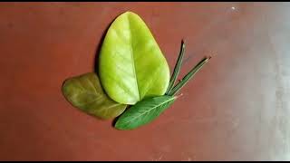 Fun With Leaves Erfly Making With Leaves Usashi Roy Usashis Art & Craft