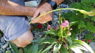 How To Prune Back Calla Lilies!