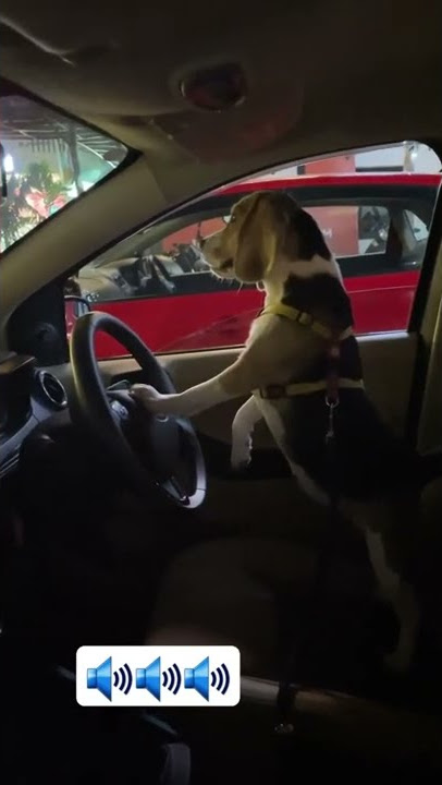 #beepsound #beep #beep beep #beepbeepnotoxicity 🔊🔊🔊🔊🔊🔊