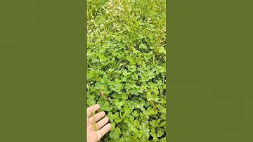 Power of Frost Seeding Clover Xtreme// #clover #2023 #spring #foodplot #deer #june #lush #new