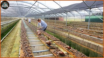 How Farmers Raise Millions Of Snails - Harvest Snails