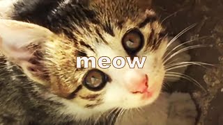 okapi the kitten's meowing sound  lyric video!