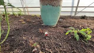 Butterfly House Tour December 2021