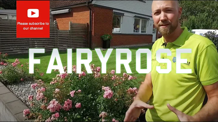 All you need to know about the Fairyrose
