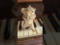 Chipmunk Fishing On The Piano?!