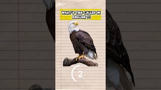 How To Call This Animals, How To Make It , English Vocabulary, Animal, Eagle, Owl ,