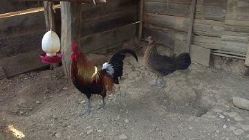 Qaib qus txuam tom1nyaum ncaws neeg ไก่ป่าลูกผสมน้ำ1โหดเข้าใกล้เตะคนอันตรายมากๆ