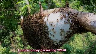 Honey bees harvesting part 20  جمع عسل بري من الغابة