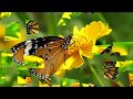 Beautiful Butterflies & Flowers (HD1080p)