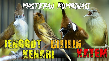 MASTERAN CUCAK JENGGOT - CILILIN - KAPAS TEMBAK - KENARI