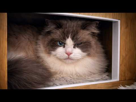 This Is Your Daily Dose Of Cats Day 68