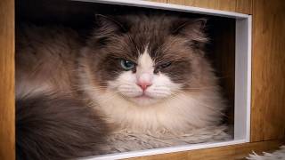 This Is Your Daily Dose Of Cats Day 68