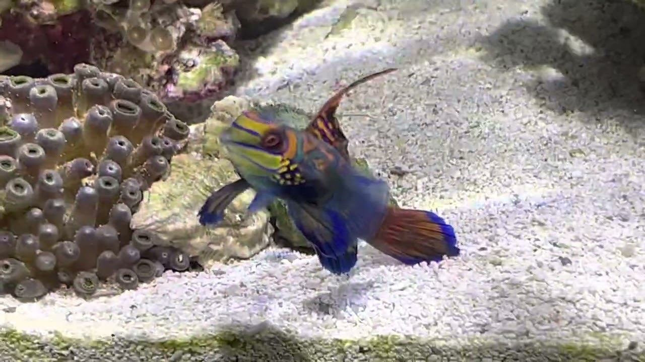 Mandarin Dragonet