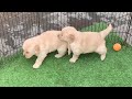 golden retriever pupps 😍😍