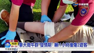 擎天崗牛群\\