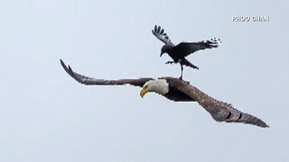 Crow hitches a ride on eagle Net Worth