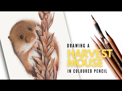 drawing-a-harvest-mouse-|-realistic-coloured-pencil-drawing