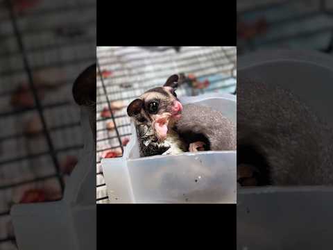 Meet Coco 🐿️❤️ | Building My New Sugar Glider’s Dream Home