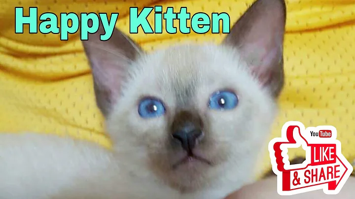 Video 1942651: tiny siamese kitten, happy siamese, cutekitten, rescue