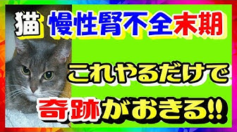 猫腎不全 Youtube