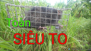 Chịu khó 2 giờ là có thu nhập/ Nghề mưu sinh bẫy chuột cống nhum#săn bắt @ngovanlam