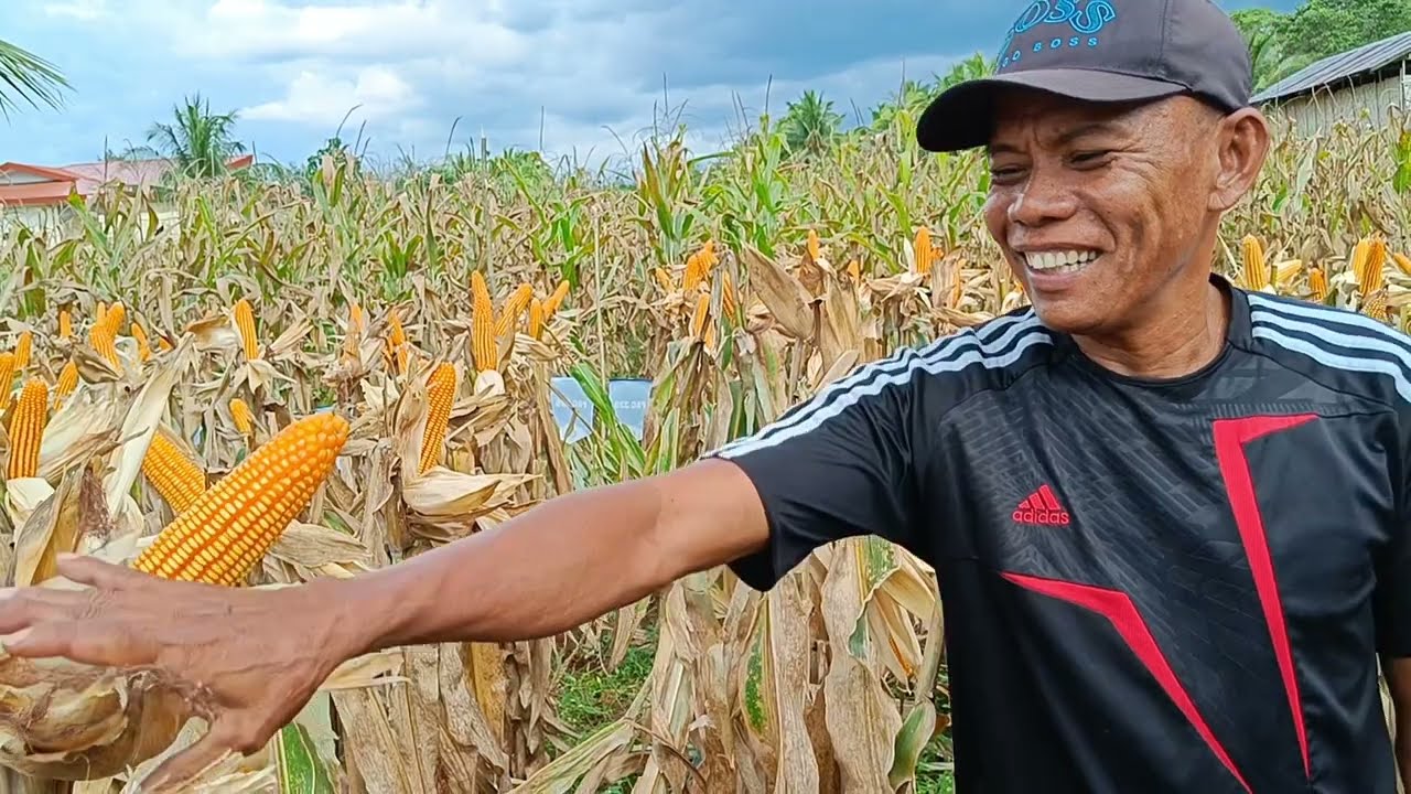 Magandang binhi ng mais, ang lalaki ng bunga