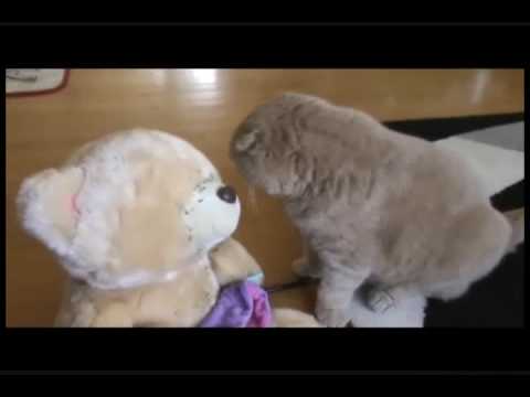 Cutest SCOTTISH FOLD BABY CAT meowing, swatting in...
