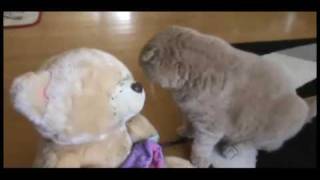 Cutest SCOTTISH FOLD BABY CAT meowing, swatting insect, cuddling cute stuffed teddy bear toy