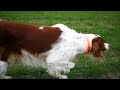 Irish red and white setter - field training の動画、YouTube動画。