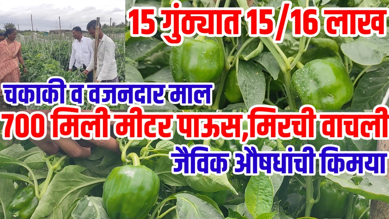 700 मिली मीटर पावसात वाचली सिमला मिरची,15 गुंठ्यात 15 लाख,चकाकी व वजन जबरदस्त,simla मिरची शेती,chili