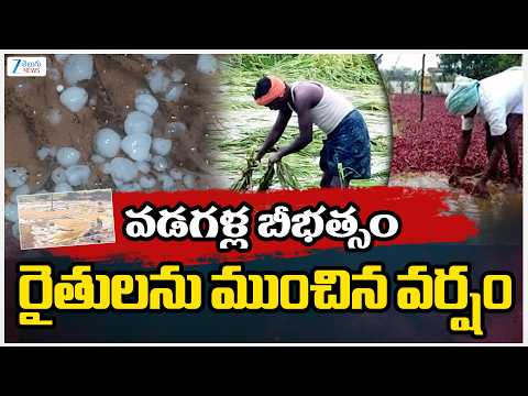 Heavy Rains | AP Rains Alert | Today Weather Report | వడగళ్ల బీభత్సం రైతులను ముంచిన వర్షం | ZEE News - ZEE24TELUGUNEWS