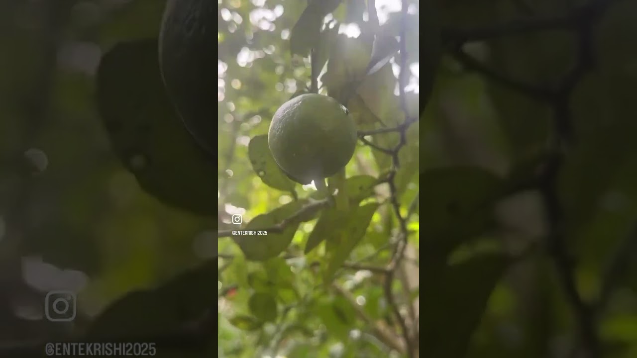 Kitchen garden 7 happy moments