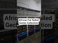 African Fat Tailed Gecko Collection #africanfattailedgecko #gecko #reptile