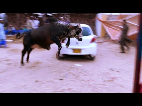 crazy-bull-jumping-in-cow-mandi-2017-karachi-|-eid-al-adha-2017-|-bakra-eid-in-karachi-pakistan-2017