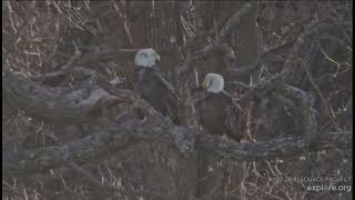 Decorah North Eagles 1-13-26 Mr &amp; DNF fly to T1, copulation
