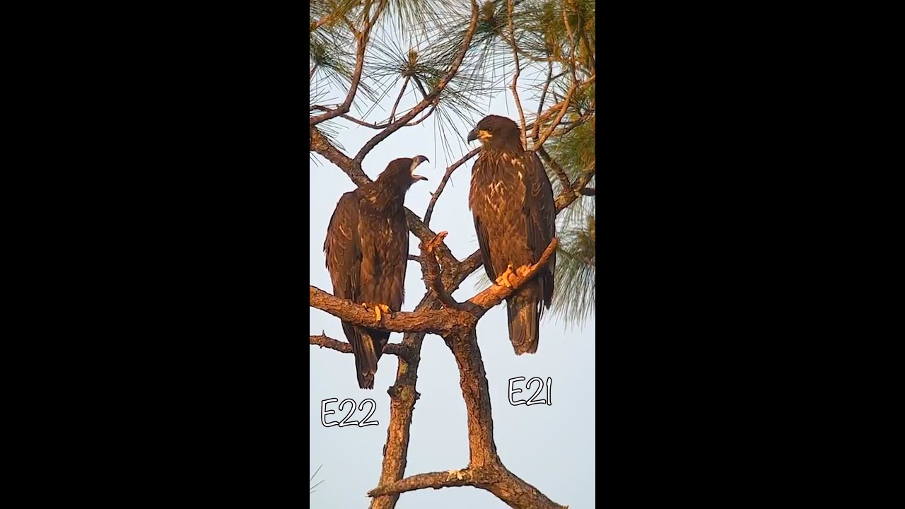 SWFL Eagles- E21 and E22 M15 and Harriet’s Last Offsprings. E21 Breaks E7 Record! #eagle #m15 #swfl