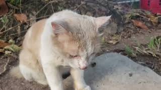 [ASMR] A stray cat got stuck on top of an AC compressor