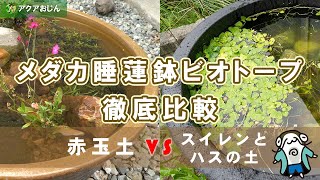 メダカ睡蓮鉢ビオトープ徹底比較（赤玉土vsスイレンとハスの土）