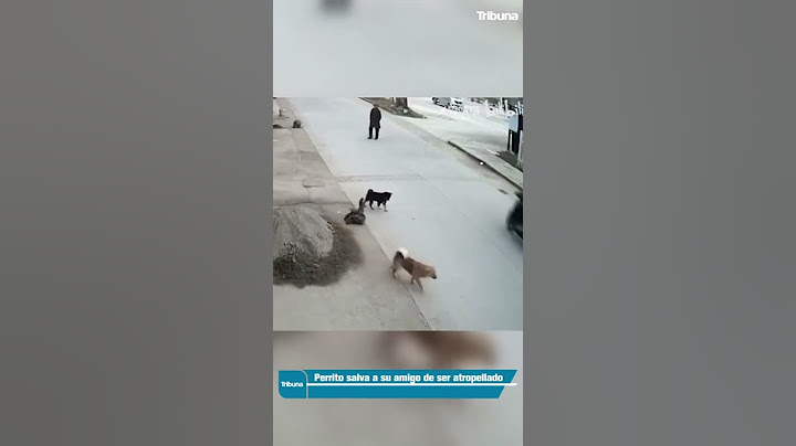 Perrito salva a su amigo de ser atropellado