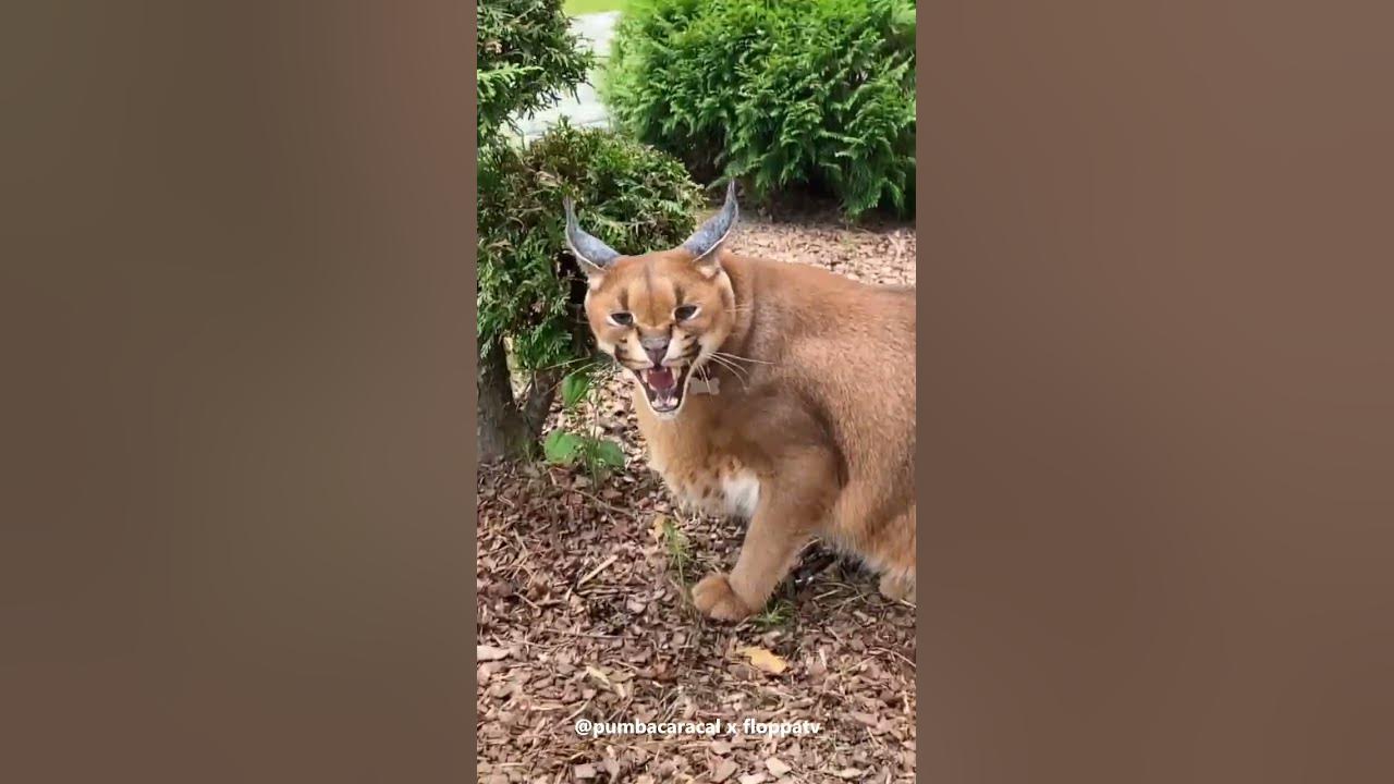 Caracal Pumba Hissing and Grooming : Floppa #shorts - YouTube